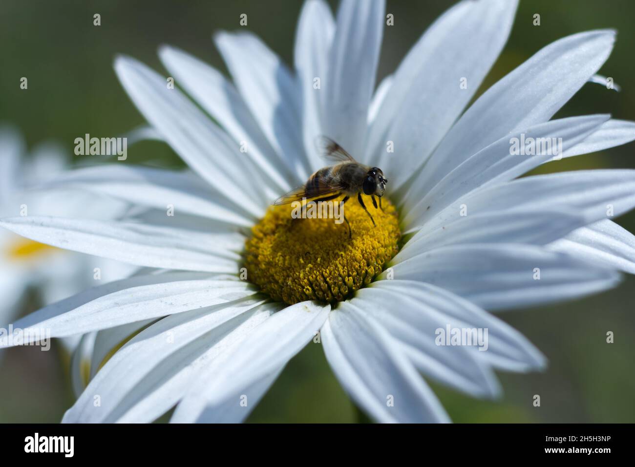 Abeilles pollinisant les daises - Bhoutan Banque D'Images