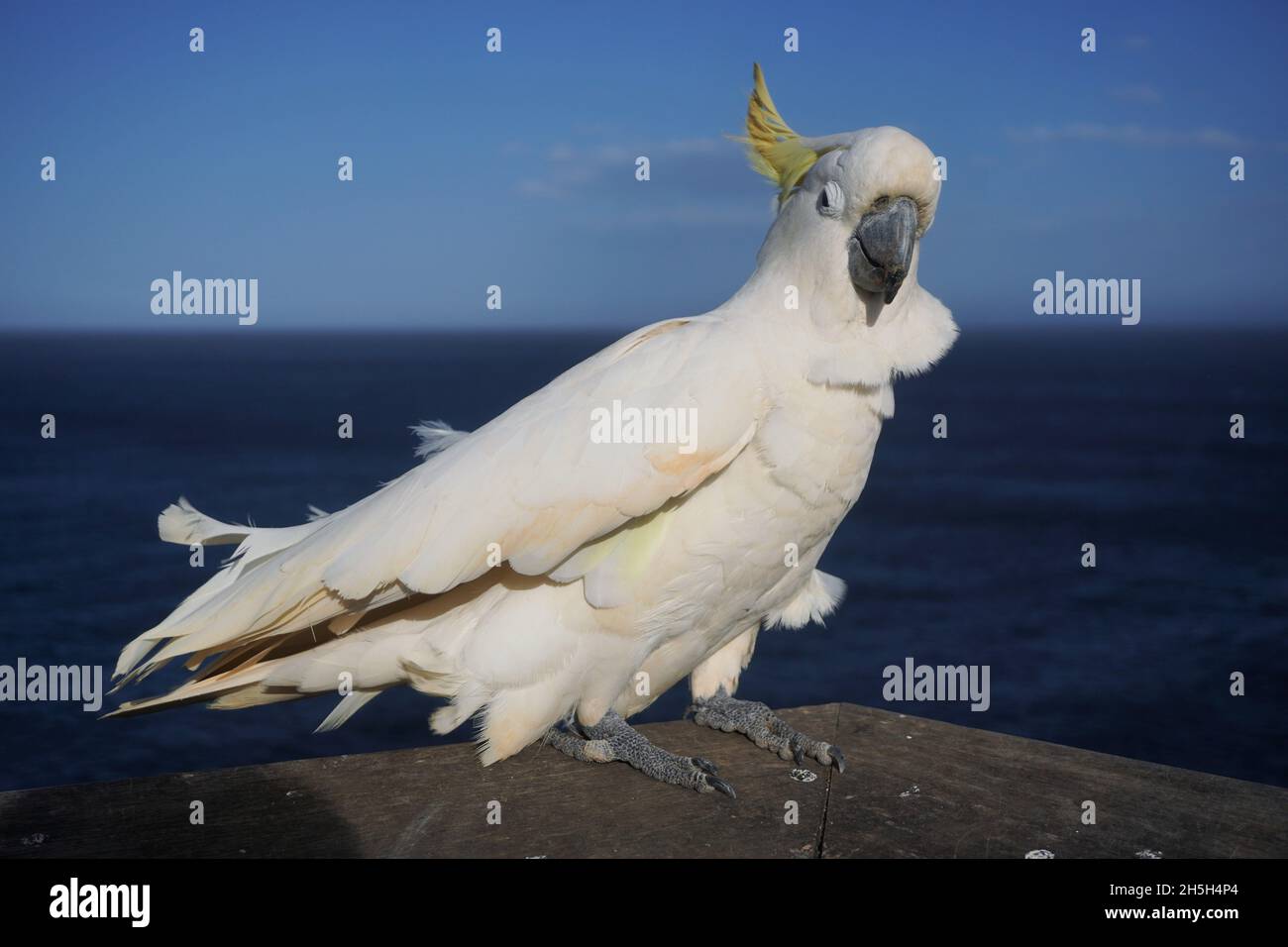 Cockatoo avec des plumes dans le désordre en raison d'être pris par un vent de rafale Banque D'Images