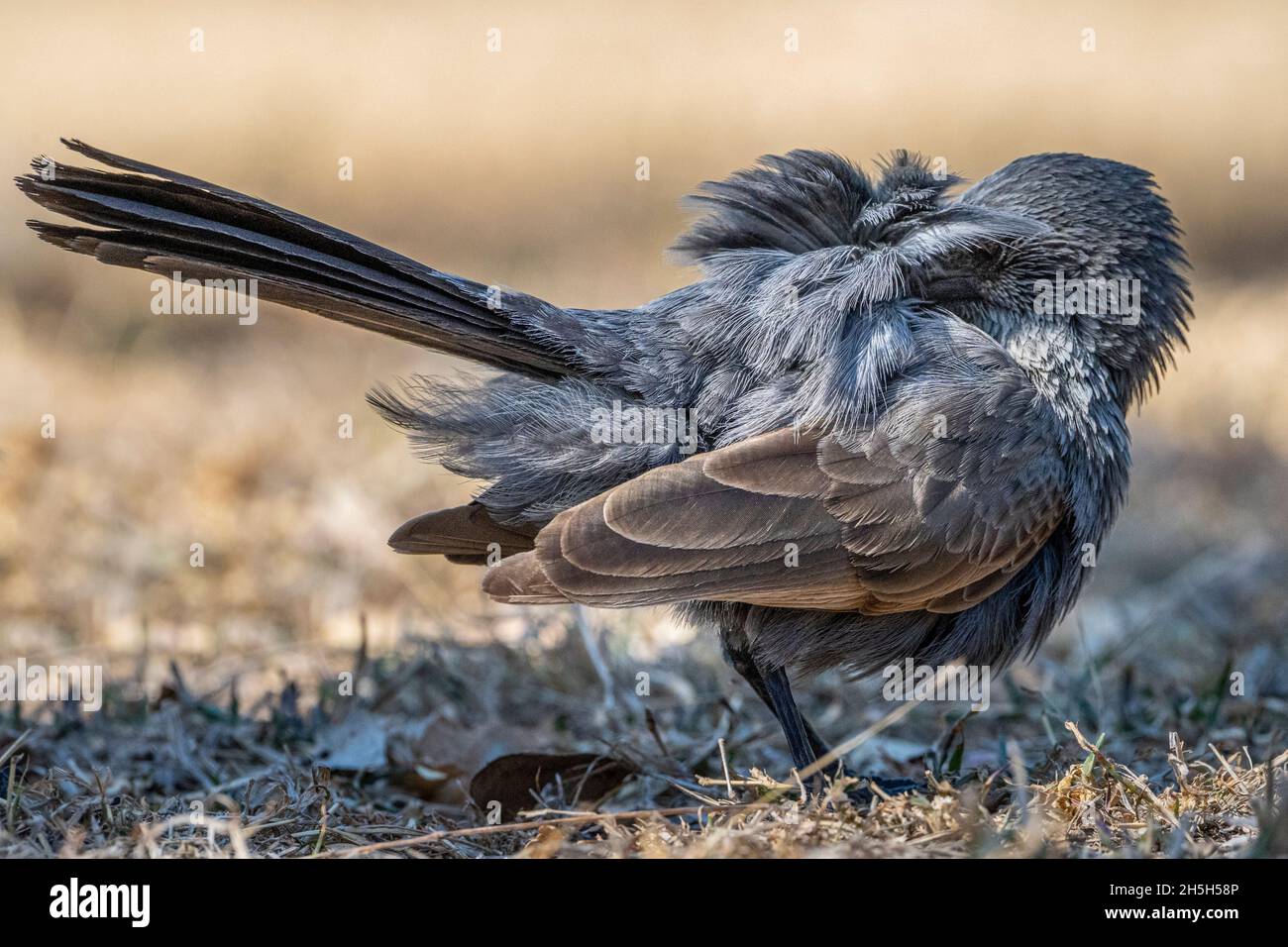 Un seul apôtre (Struthidea cinerea) se prêtant debout sur le sol.Queensland du Nord, Australie Banque D'Images