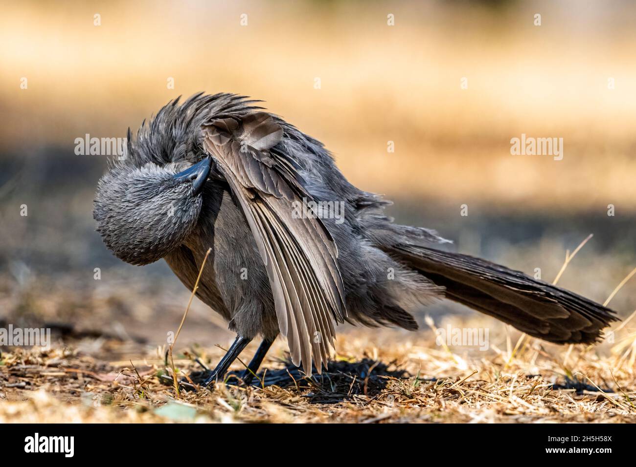 Un seul apôtre (Struthidea cinerea) se prêtant debout sur le sol.Queensland du Nord, Australie Banque D'Images