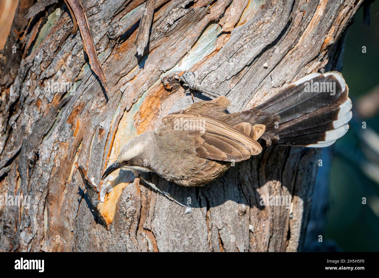 Pommier à brome blanc (Pomatostomus superciliosus) à la recherche d'insectes sous l'écorce des arbres sur un camion.Darling Downs Queensland, Australie Banque D'Images