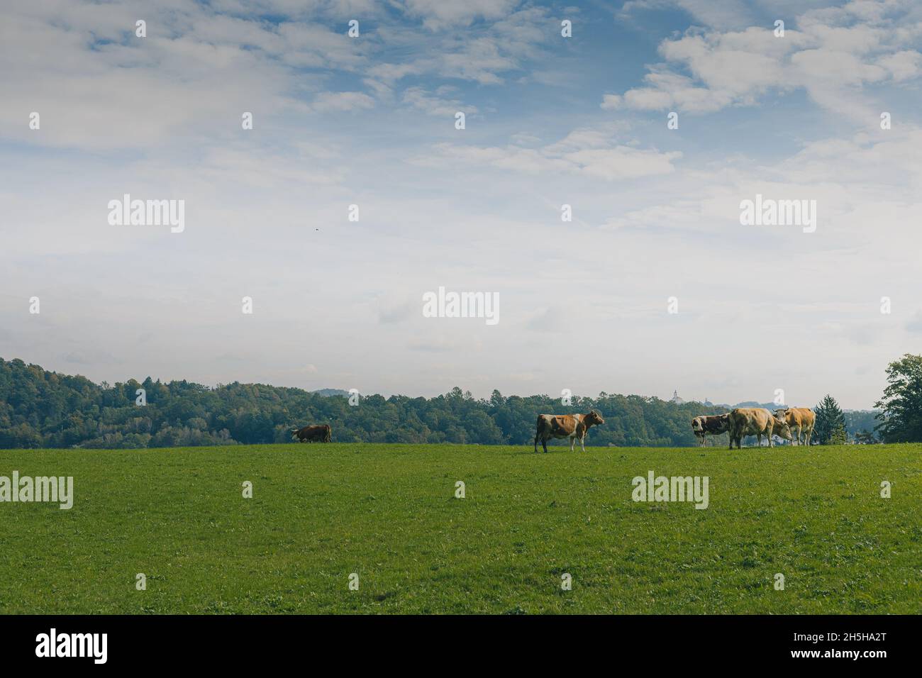 Vaches dans un pâturage dans un champ vert au-dessus du village de Rogaska Slatina en Slovénie, un jour d'automne nuageux. Banque D'Images