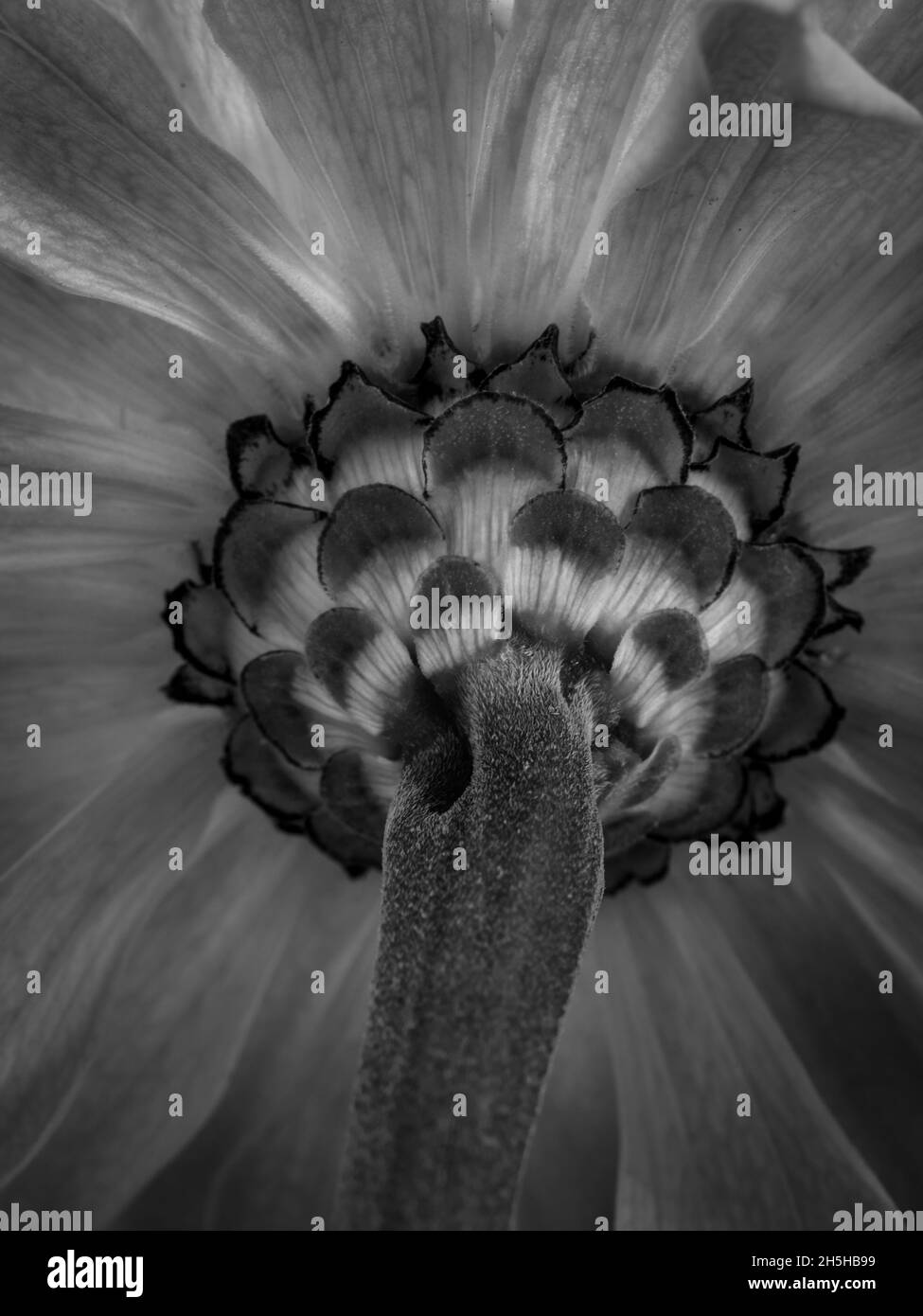 Macro photo noir et blanc d'une fleur sauvage Banque D'Images