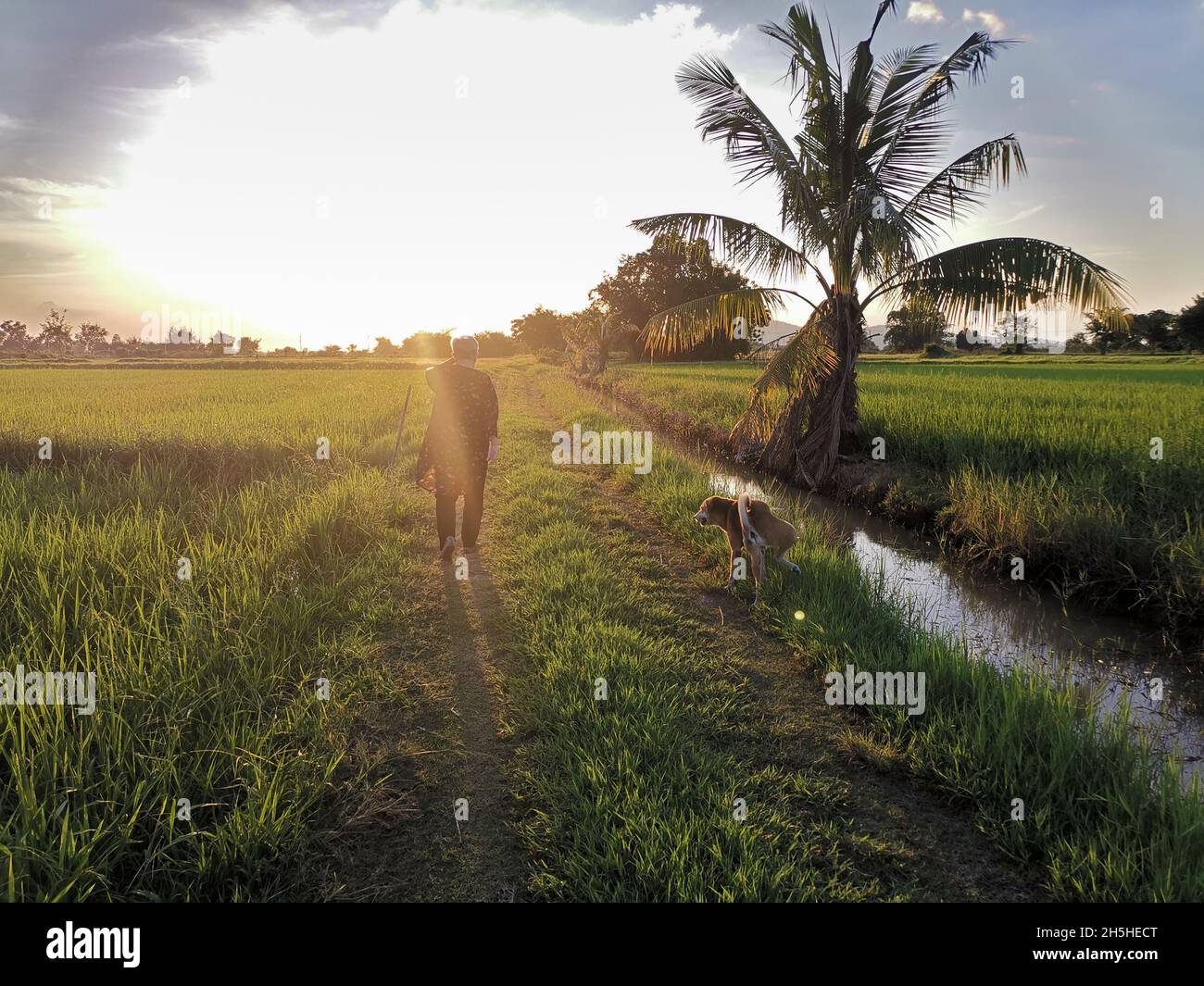 femme asiatique âgée femme aînée marchant avec un chien dans un rizières au coucher du soleil. mode de vie de loisir senior Banque D'Images