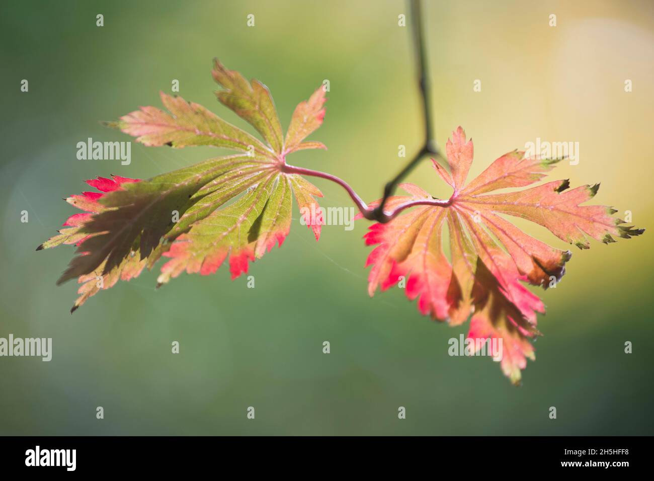 Érable à pleine lune (Acer japonicum Aconitifolium), feuillage d'automne, Emsland, Basse-Saxe, Allemagne Banque D'Images