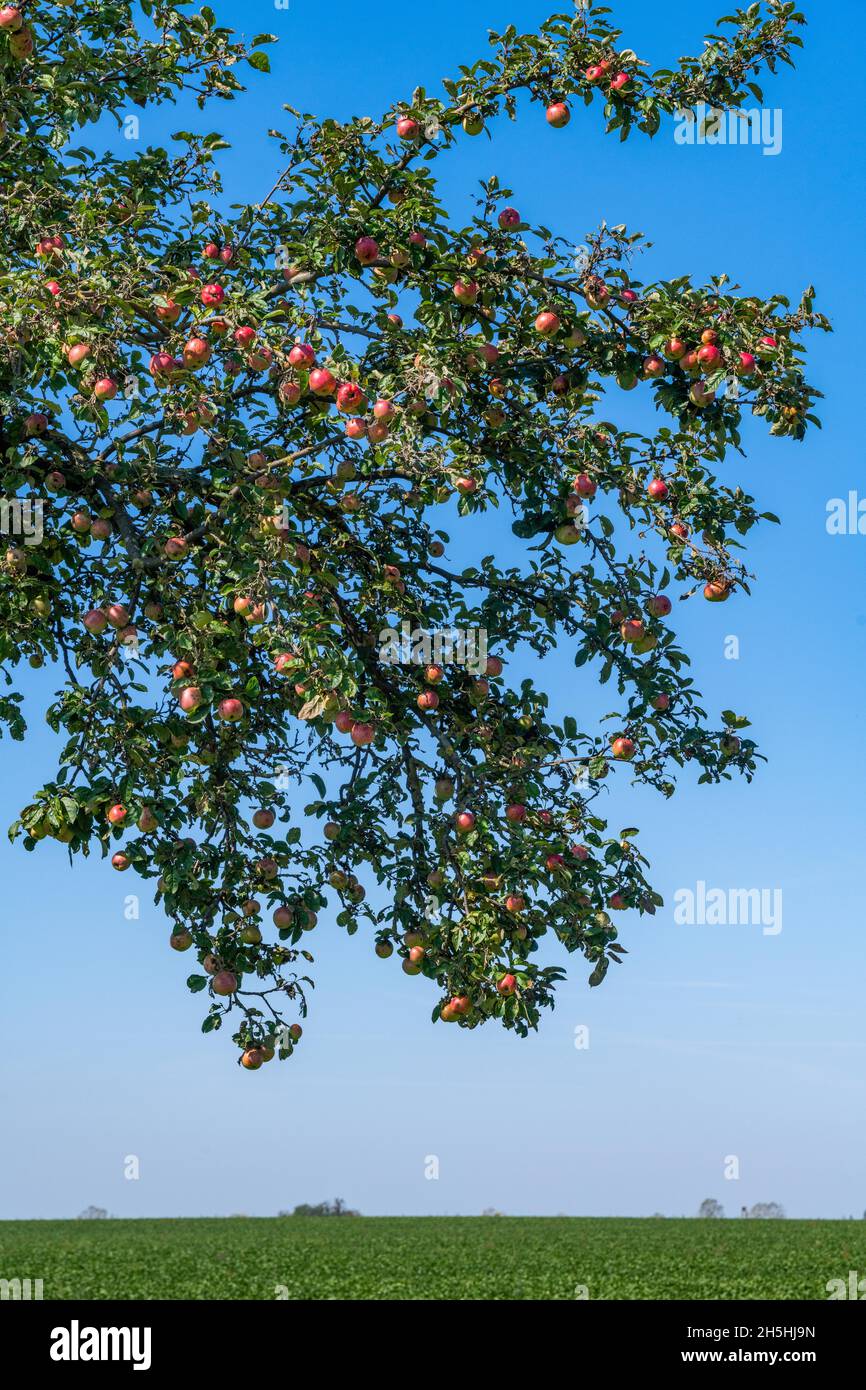 Arbre avec pommes mûres près de Senzke, Muehlenberge, Havelland, Brandebourg, Allemagne Banque D'Images