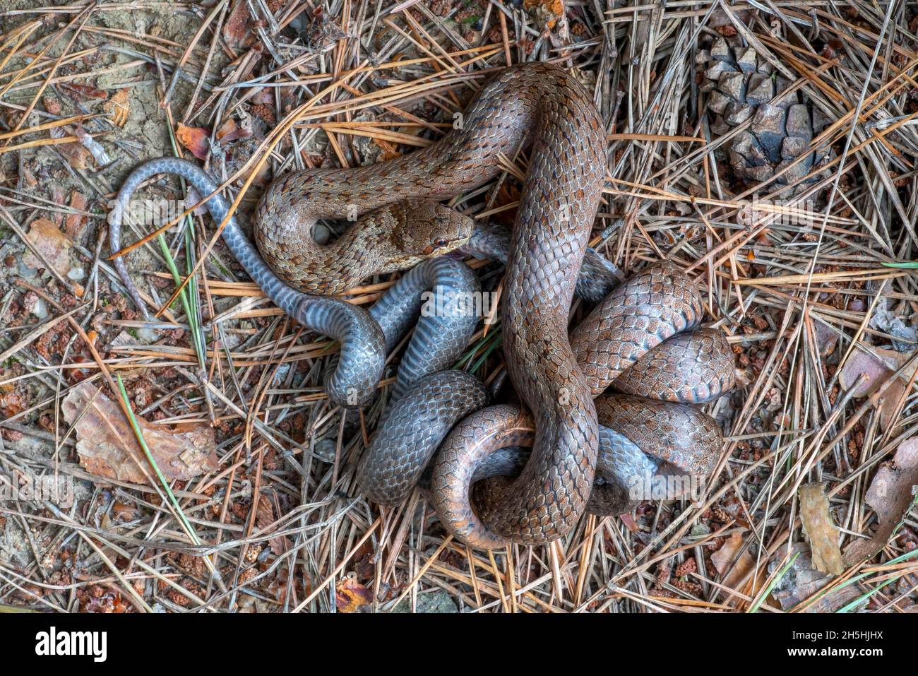 Serpent lisse (Coronella austriaca), serpent lisse, serpent à noisette ou serpent de cuivre, l'animal brun mange l'animal gris, Limbach, Burgenland, Autriche Banque D'Images
