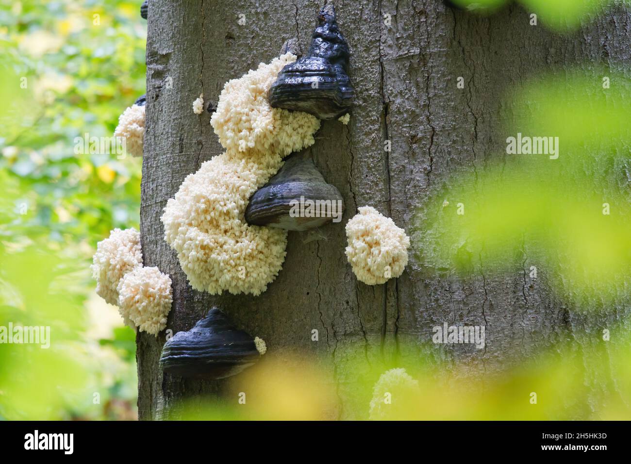 Barbe piqueuse ou tête d'ours (Hericium coralloides) sur tronc de hêtre, Hesse, Allemagne Banque D'Images