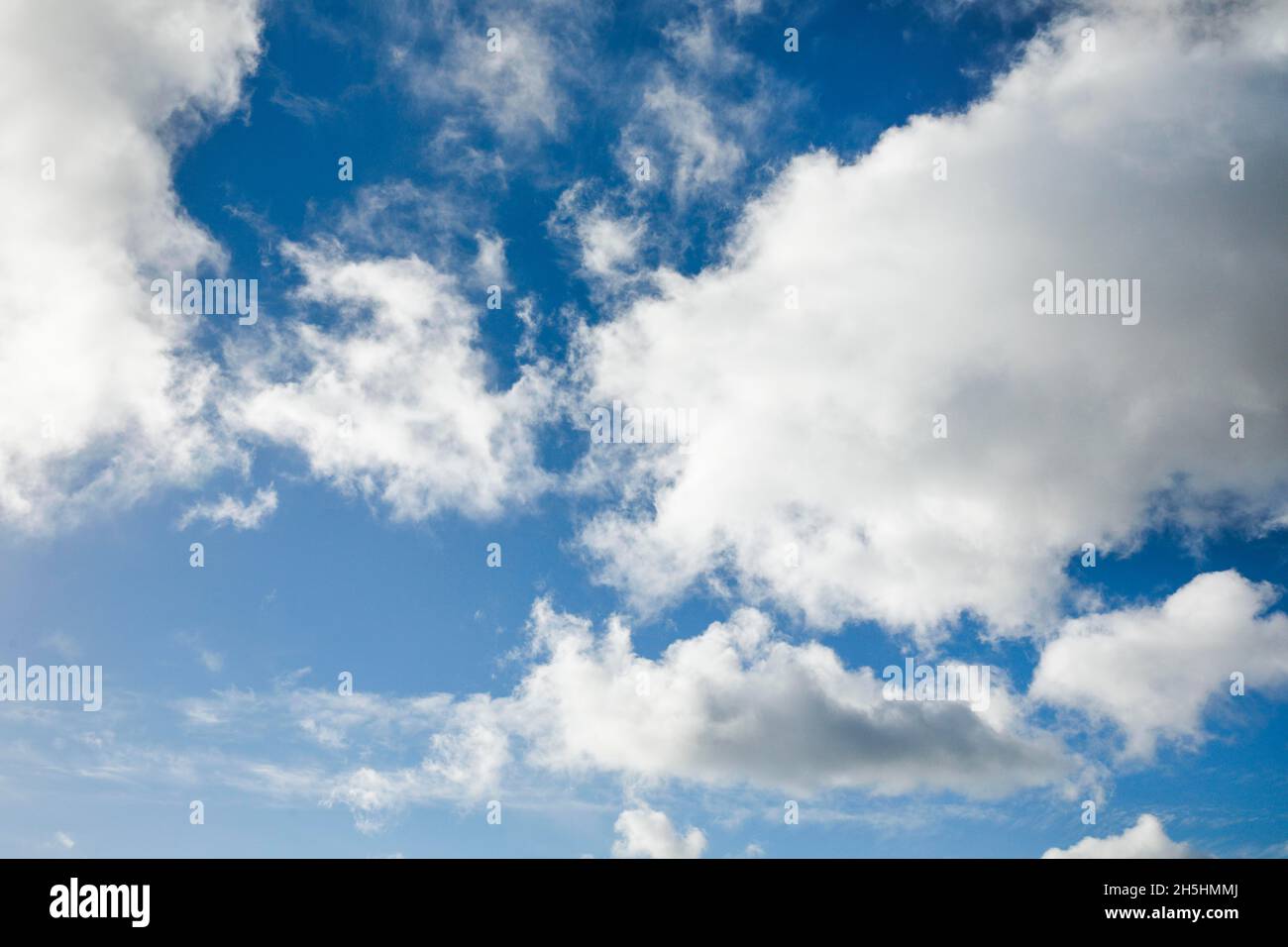 Mouton.Voile et nuages (cumulus) ornent le ciel bleu dans des vents forts Banque D'Images