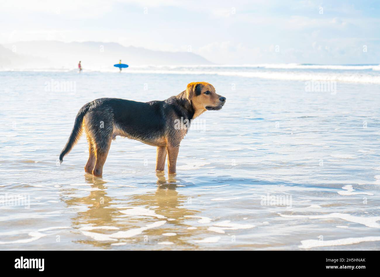 Le chien attend le propriétaire sur la rive pendant qu'il surfait dans l'océan Banque D'Images