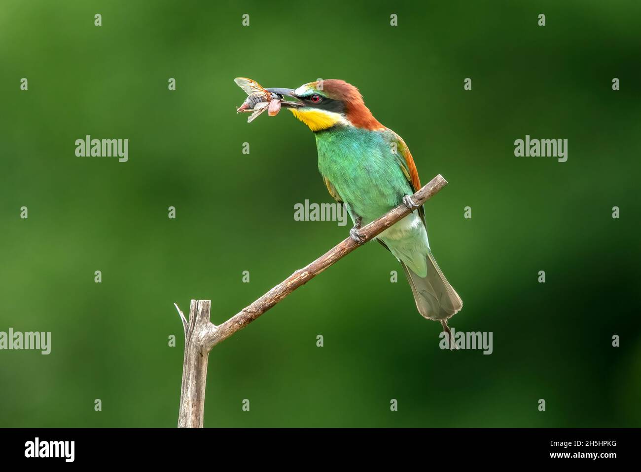 Natur,Vogel,Farbig,Deutschland,Kaiserstuhl,Bienenfresser,Merops apiaster,Koloniebrüter *** Légende locale *** nature, oiseau, sauvage, coloré, Allemagne,Ka Banque D'Images