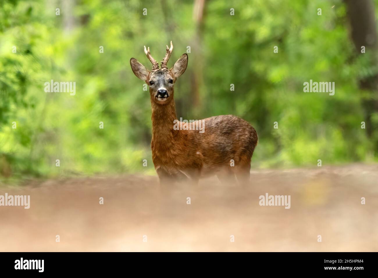 Capranolus capranolus,sauvage,Natur,Schweiz,REH,Roe Deer *** Légende locale *** Natur, sauvage, animal, Suisse, Capranolus capranolus,Cerf de Virginie Banque D'Images