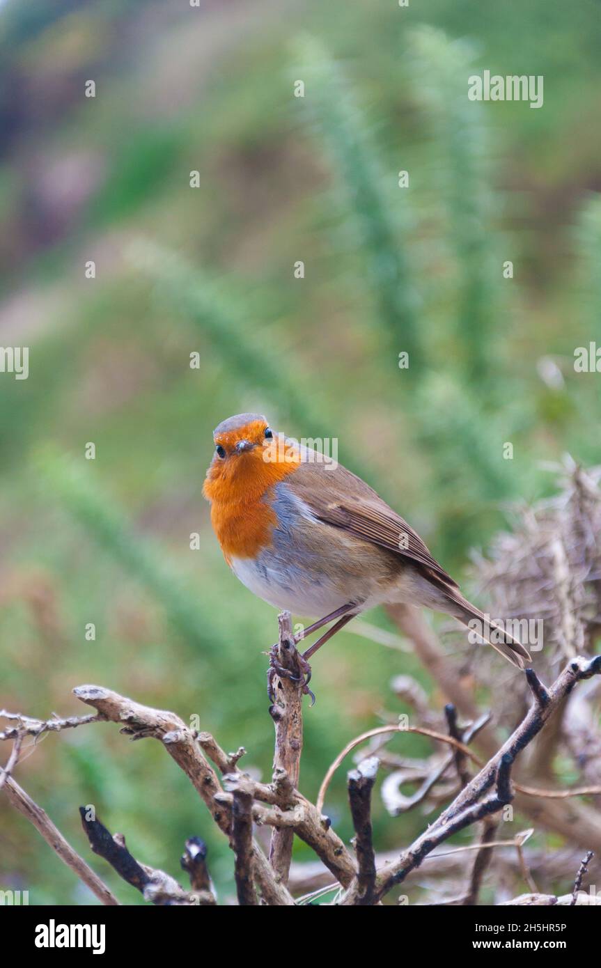Robin européen, erithacus rubecula, perché sur une branche d'arbustes morte. Banque D'Images