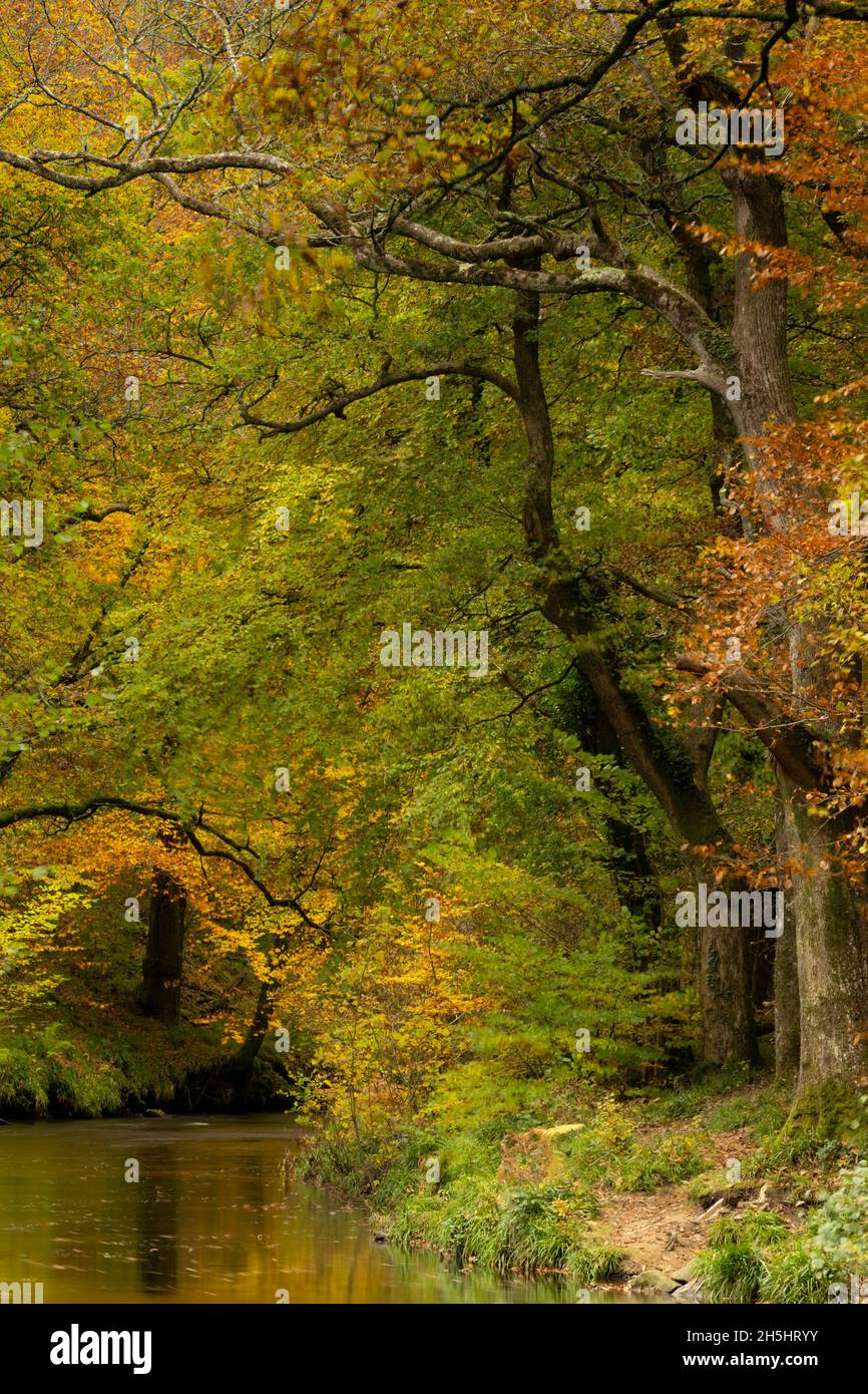 Fingle Bridge, Dartmoor, Devon, Royaume-Uni.9 novembre 2021.Météo : les arbres brillent avec la couleur dorée de l'automne le long de la rivière Teign, près du pont de Fingle.Credit: Celia McMahon/Alamy Live News Banque D'Images