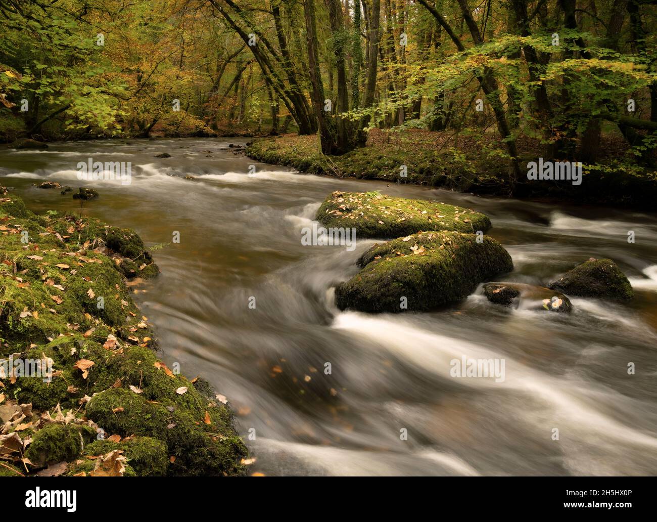 Fingle Bridge, Dartmoor, Devon, Royaume-Uni.9 novembre 2021.Météo : les arbres brillent avec la couleur dorée de l'automne le long de la rivière Teign, près du pont de Fingle.Credit: Celia McMahon/Alamy Live News Banque D'Images