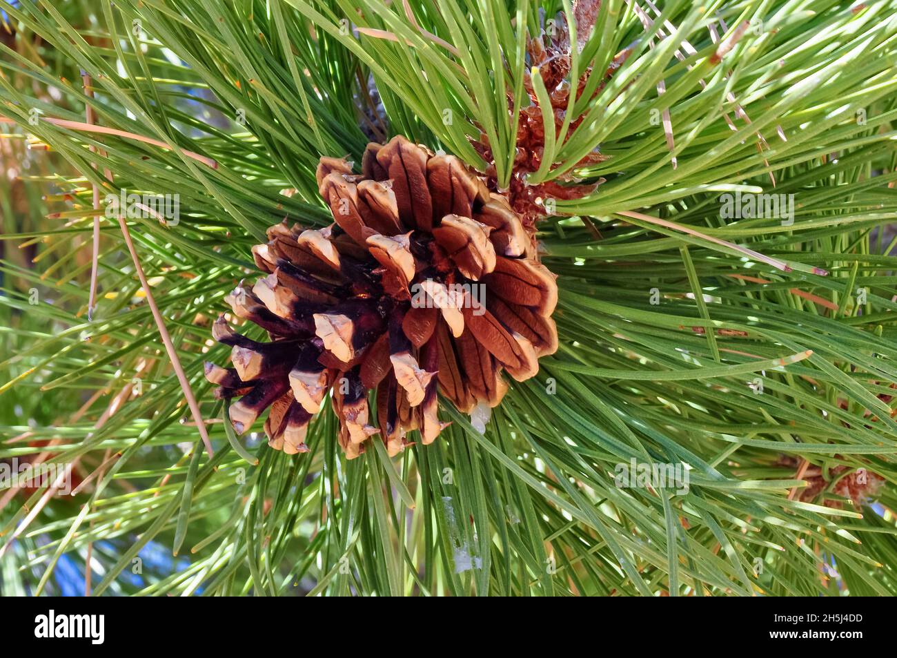 Gros plan d'un cône de conifère sur la branche d'un sapin avec des aiguilles vertes Banque D'Images