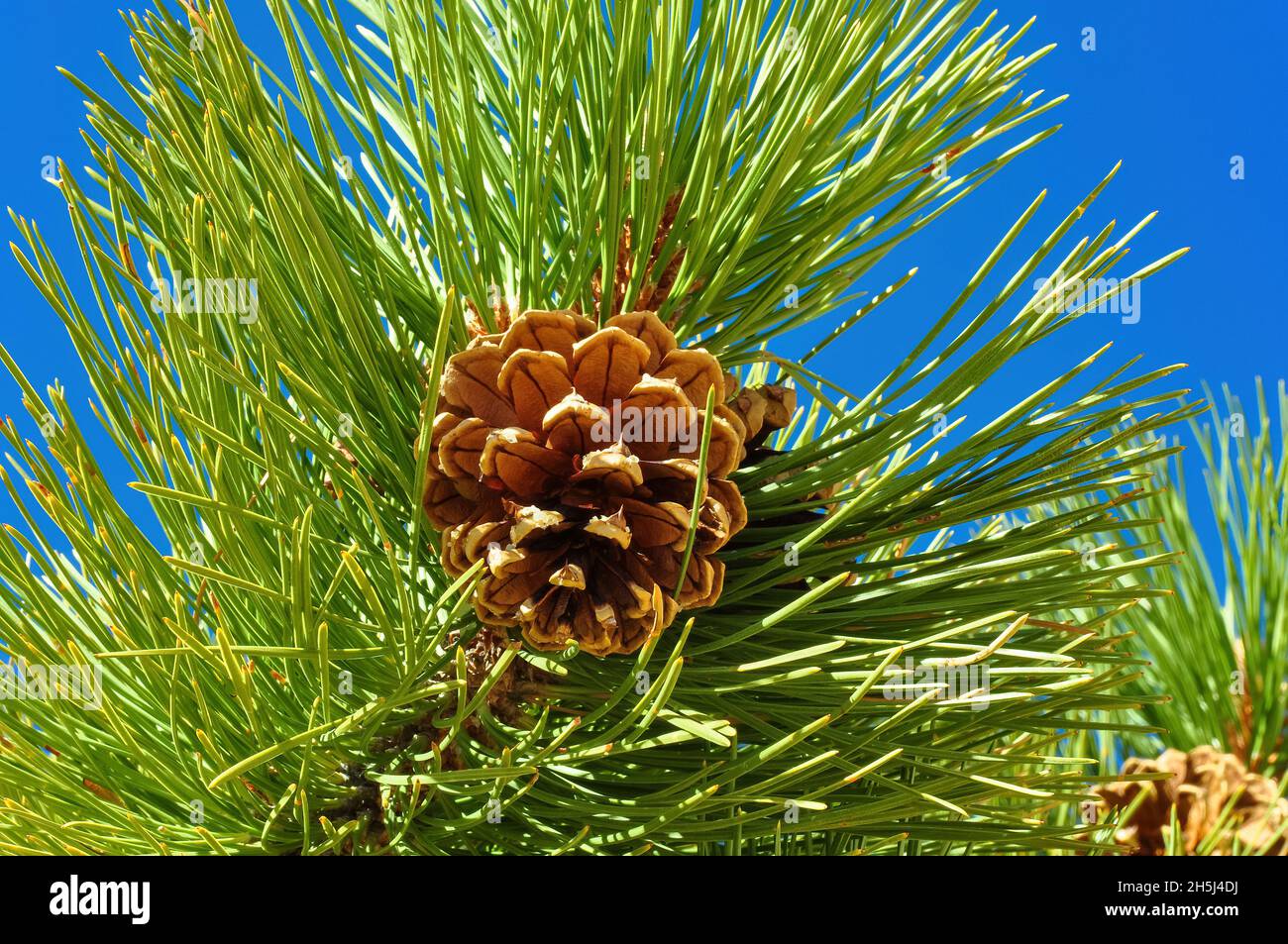 Gros plan d'un cône de conifère sur la branche d'un sapin avec des aiguilles vertes contre un ciel bleu clair Banque D'Images
