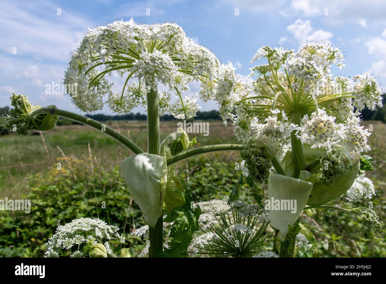Gros plan d'un Hogweed géant en fleurs ou heracleum mantegazzianum dans une prairie contre un ciel bleu blanc et nuageux en été Banque D'Images