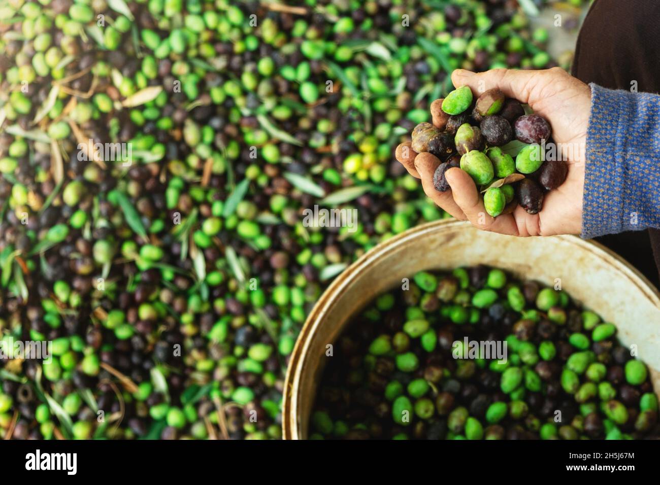 mains avec olives, cueillette des plantes pendant la récolte, vert, noir, battre pour obtenir de l'huile extra vierge. Banque D'Images