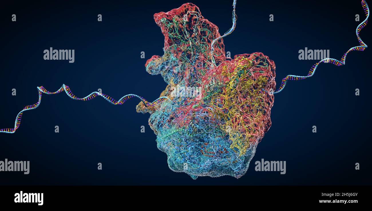 Ribosome dans le cadre d'une cellule biologique construisant une molécule d'arn messager - illustration 3d Banque D'Images