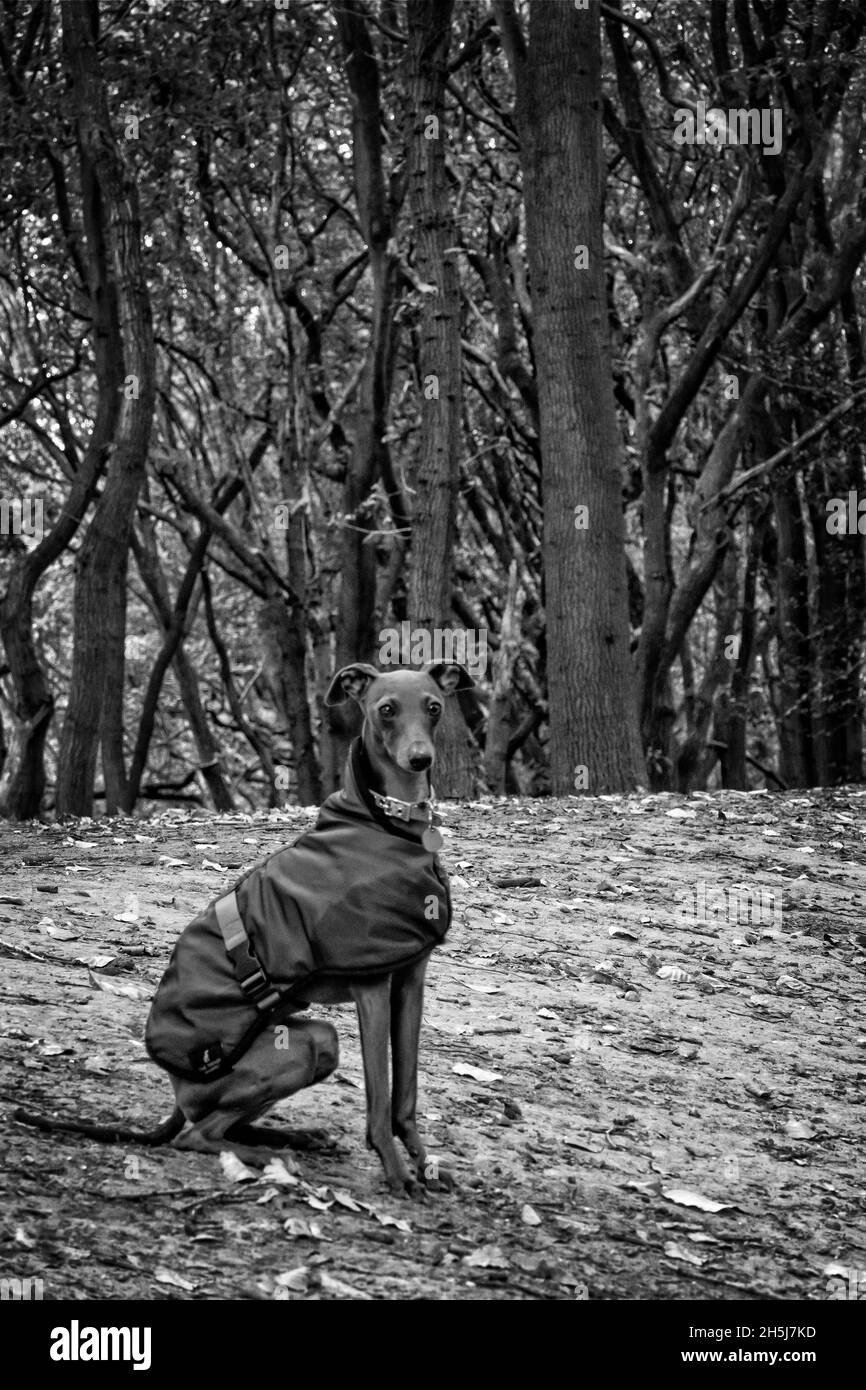 Greyhound italien sur Hampstead Heath Londres en automne Banque D'Images