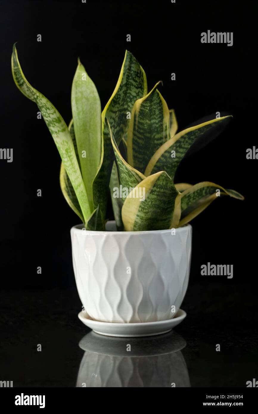 Dracaena trifasciata est une espèce de plante à fleurs.Autres noms la plante de serpent, l