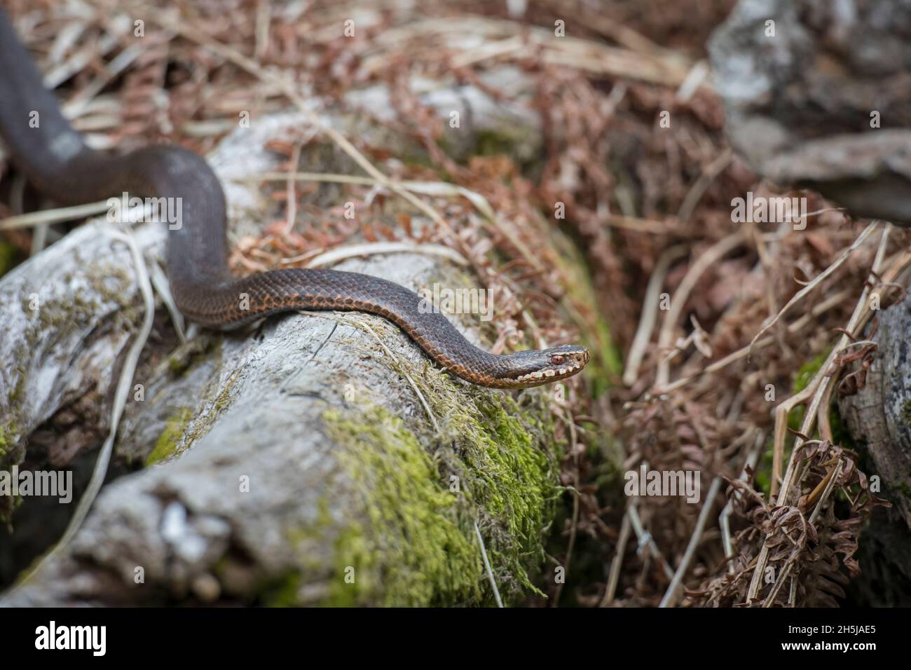 Kreuzotter, Vipera berus, additionneur européen commun Banque D'Images