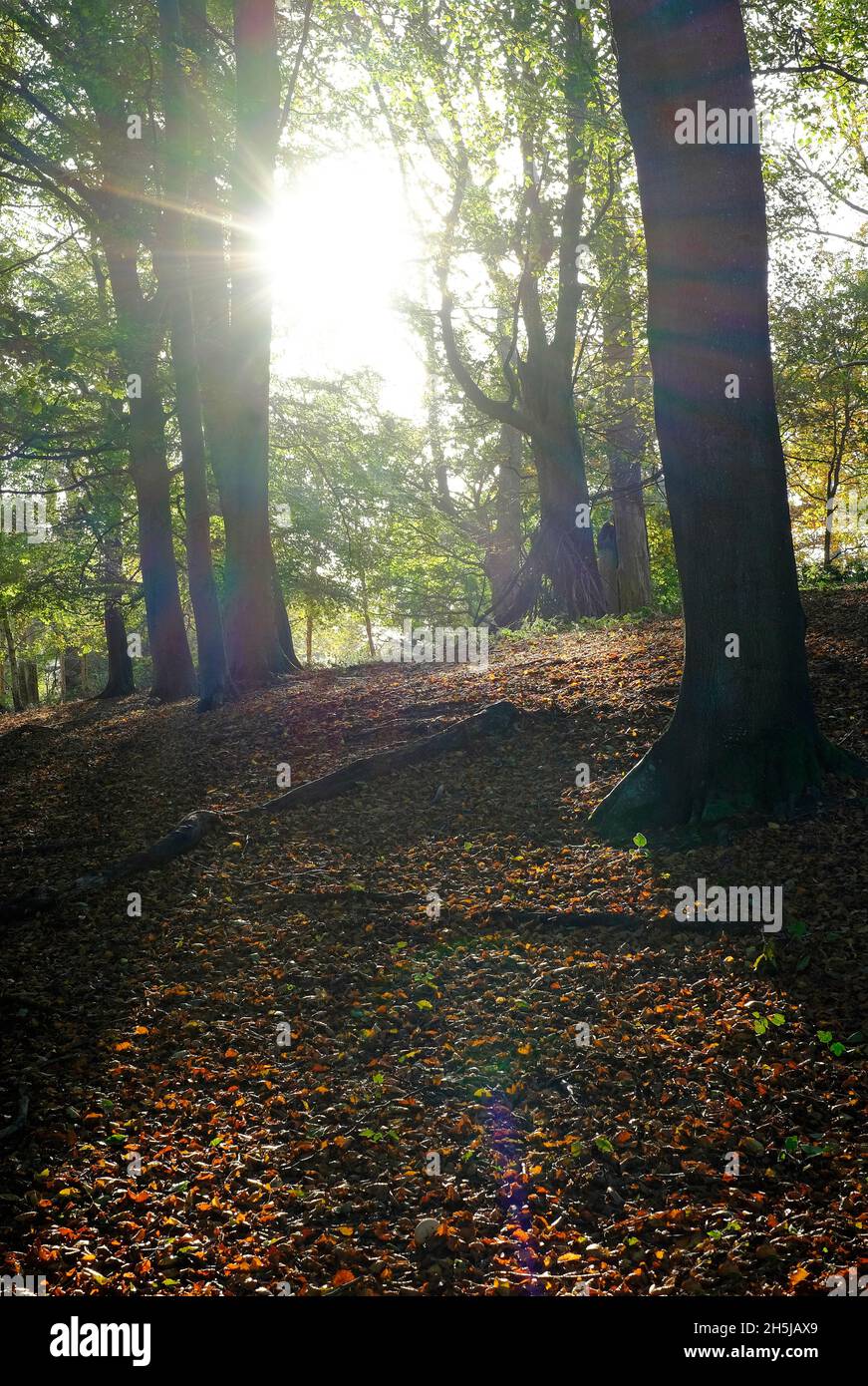 forêt d'automne, bois de felbrigg, nord de norfolk, angleterre Banque D'Images