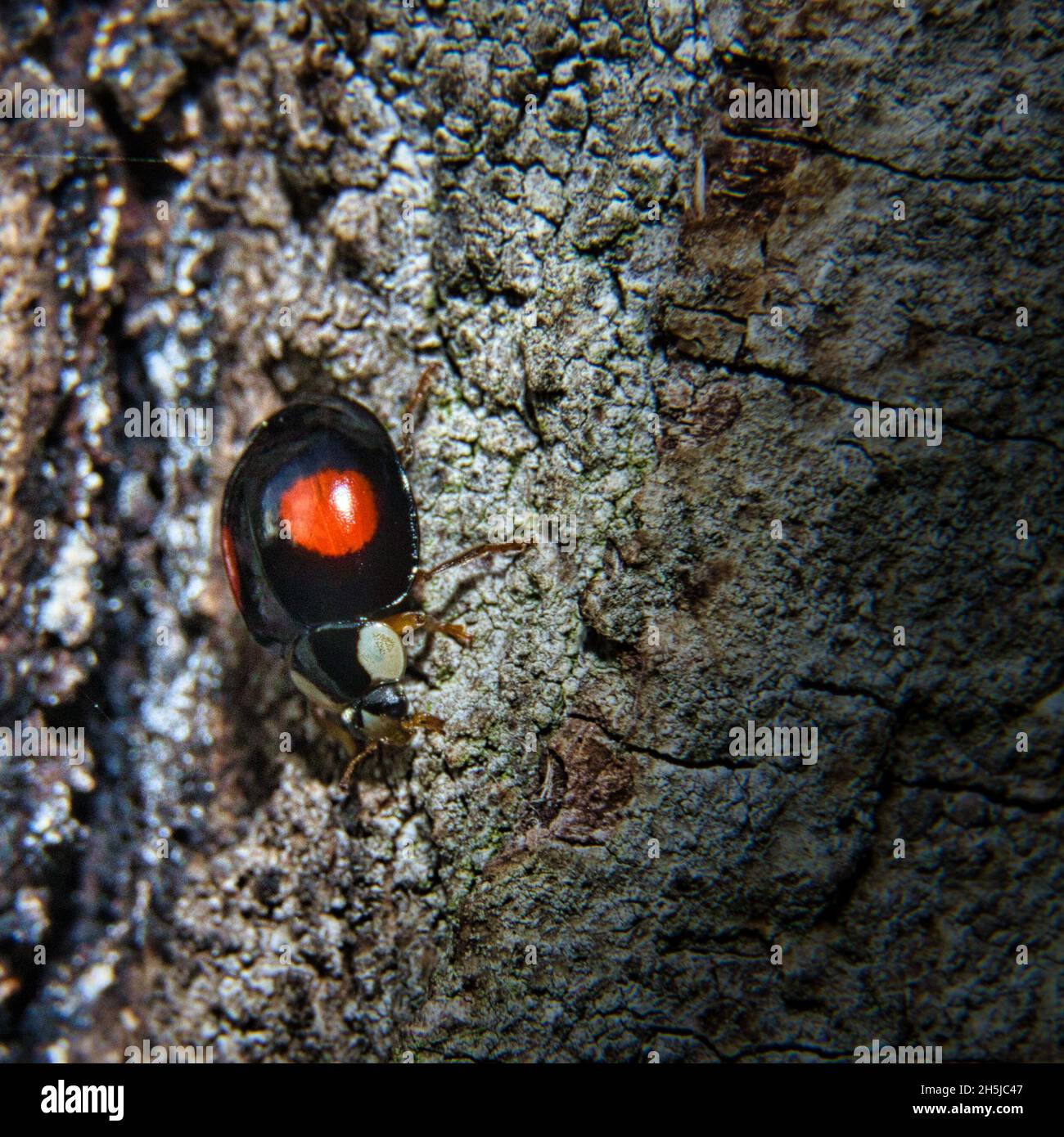Deux fois poignardé Lady Bird Banque D'Images
