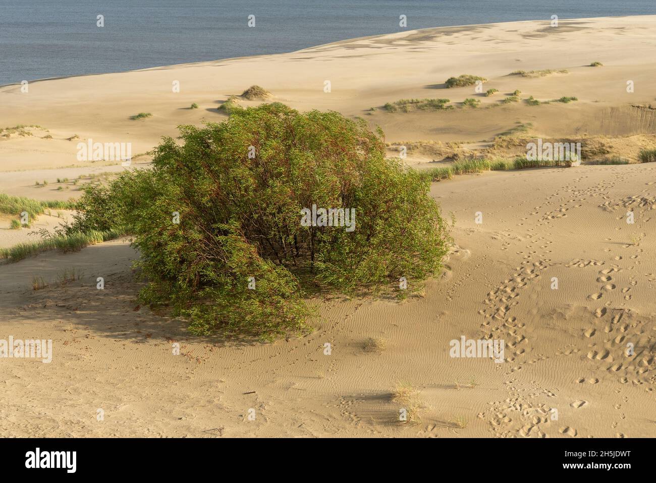 Vue incroyable sur les dunes de sable de Grey Dunes à l'Spit de Curonian.Le concept du tourisme et des loisirs. Banque D'Images