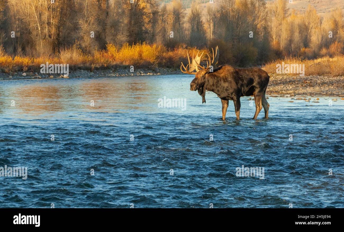 Bull Moose (Alces alces) traversant une rivière de montagne au coucher du soleil.Parc national de Grand Teton, Wyoming, États-Unis. Banque D'Images