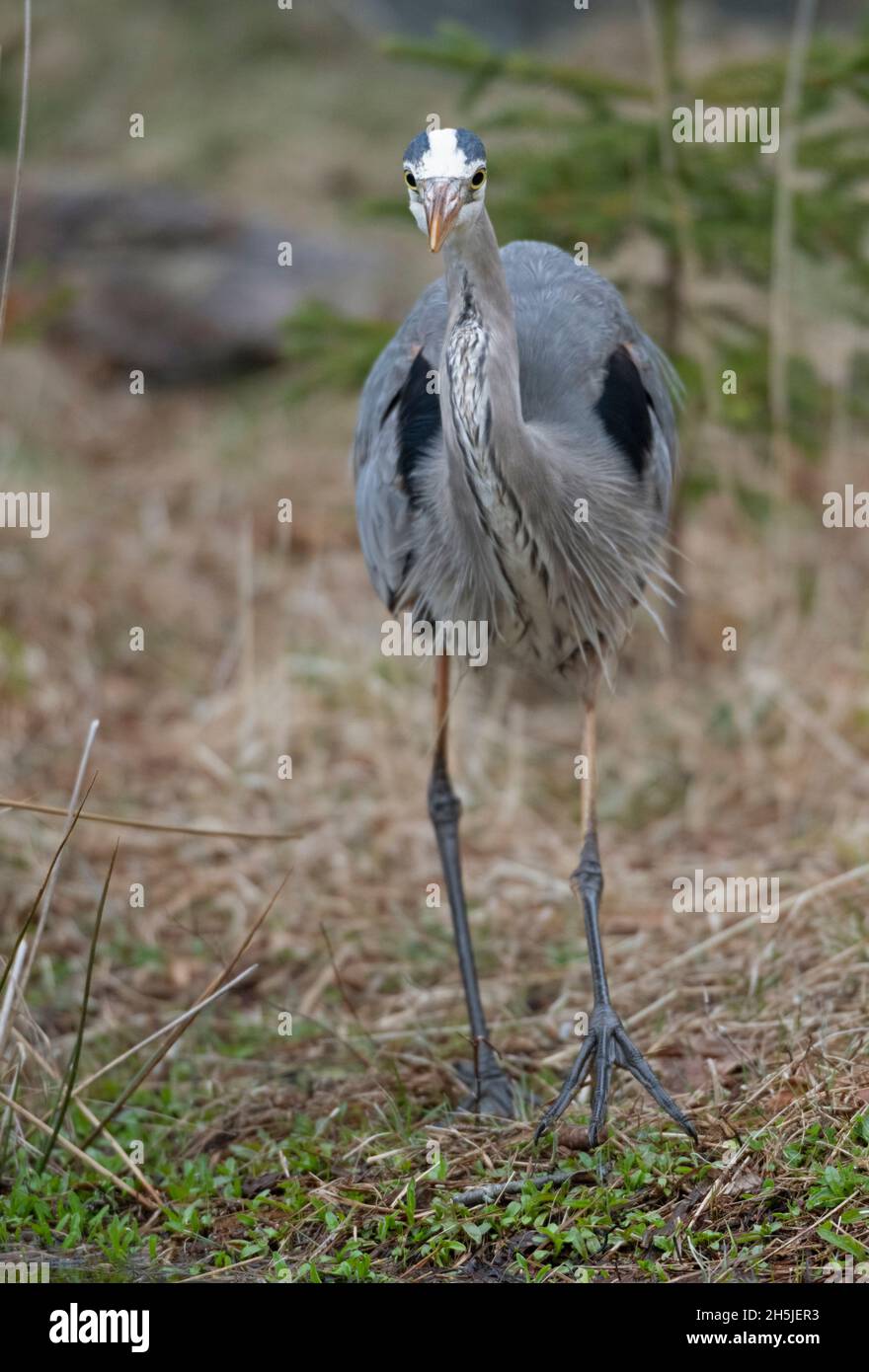 Grand héron mature (Ardea herodias).Début du printemps dans le parc national Acadia, Maine, États-Unis. Banque D'Images Grand héron mature (Ardea herodias).Début du printemps dans le parc national Acadia, Maine, États-Unis. Banque D'Images