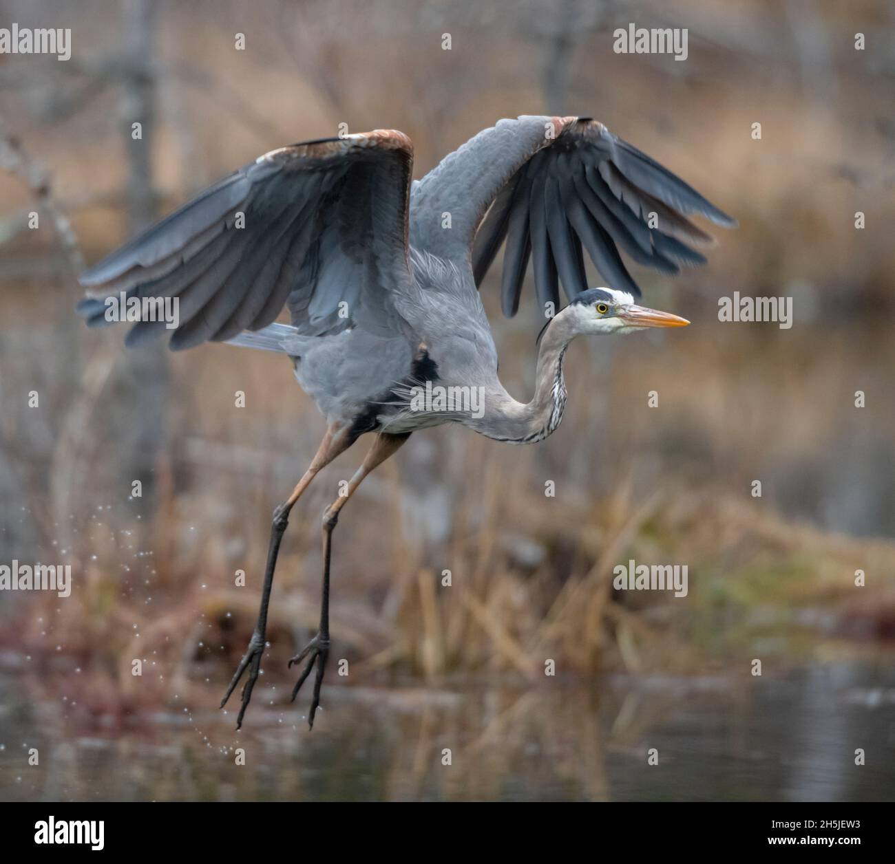 Grand héron mature (Ardea herodias).Début du printemps dans le parc national Acadia, Maine, États-Unis. Banque D'Images