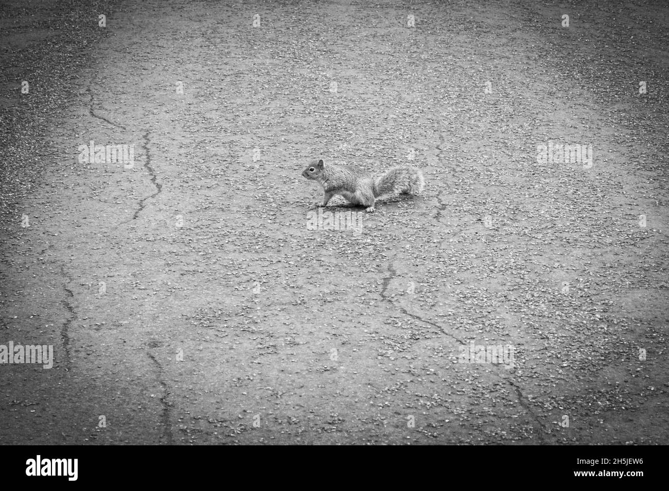 Londres, Royaume-Uni; 15 mars 2011: Écureuil sur l'un des chemins de Hyde Park. Banque D'Images
