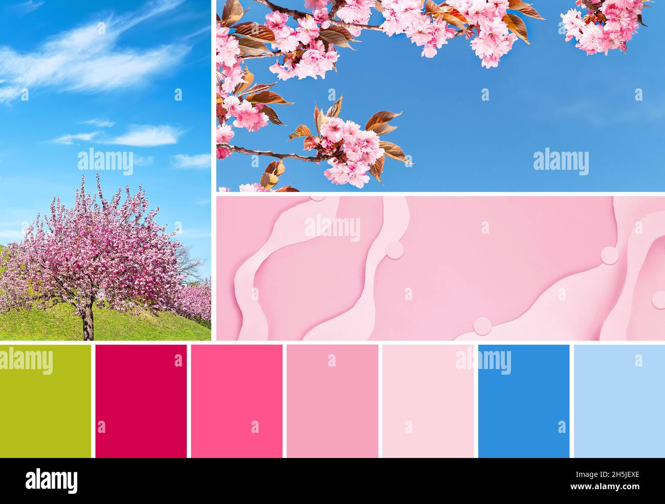 Palette de couleurs assorties dans le rose, le bleu et le vert des images  de l'arbre sakura sous le ciel bleu sur la colline verte, à proximité sur  les cerisiers en fleurs,