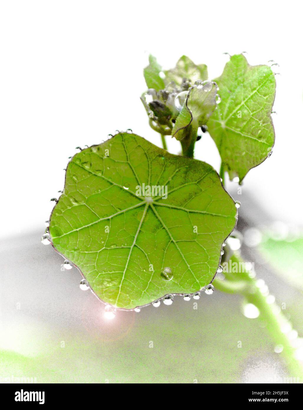 Feuille de nasturtium rétro-éclairée avec des gouttelettes d'eau autour du bord Banque D'Images