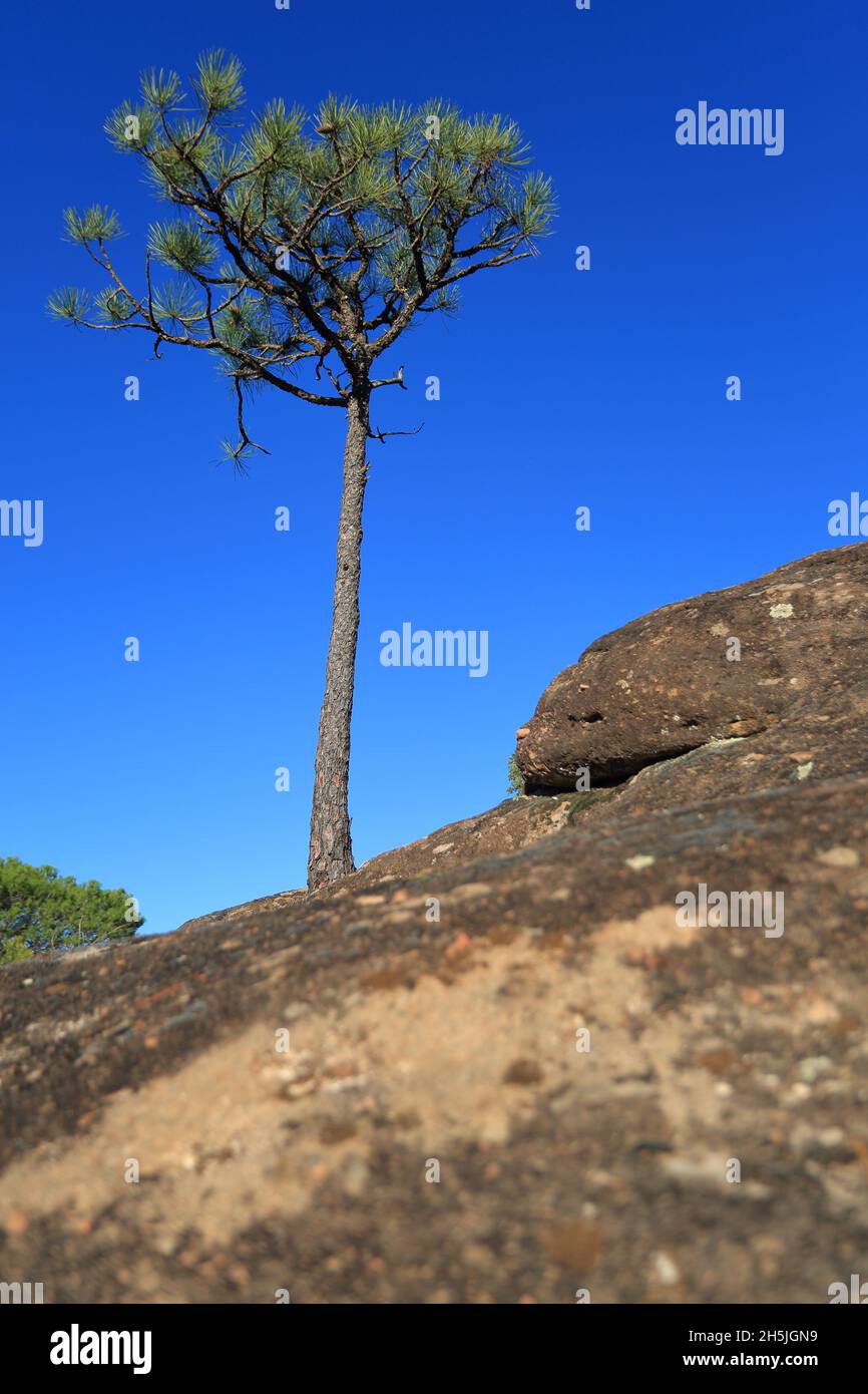 Massif des Maures, Var, 83, Provence, France Banque D'Images