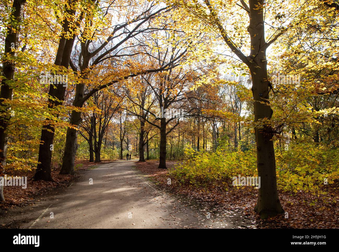 Berlin, Allemagne.10 novembre 2021.Les cyclistes passent par le Tiergarten d'automne.Credit: Bernd von Jutrczenka/dpa/Alamy Live News Banque D'Images