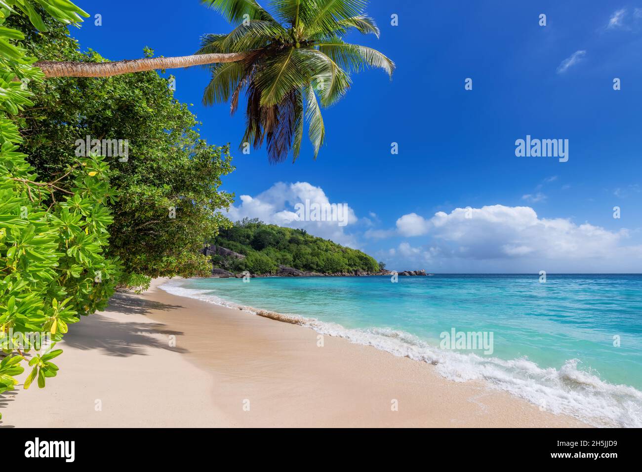 Plage de sable blanc tropicale avec palmiers coco et mer turquoise sur l'île des Caraïbes. Banque D'Images