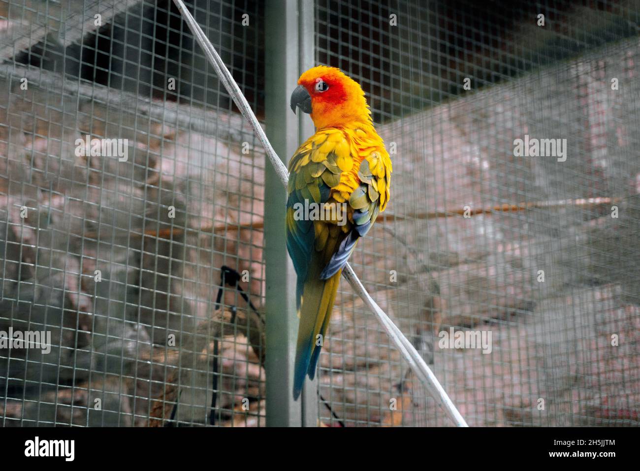 Perroquet coloré, oiseau de nombreuses couleurs Banque D'Images