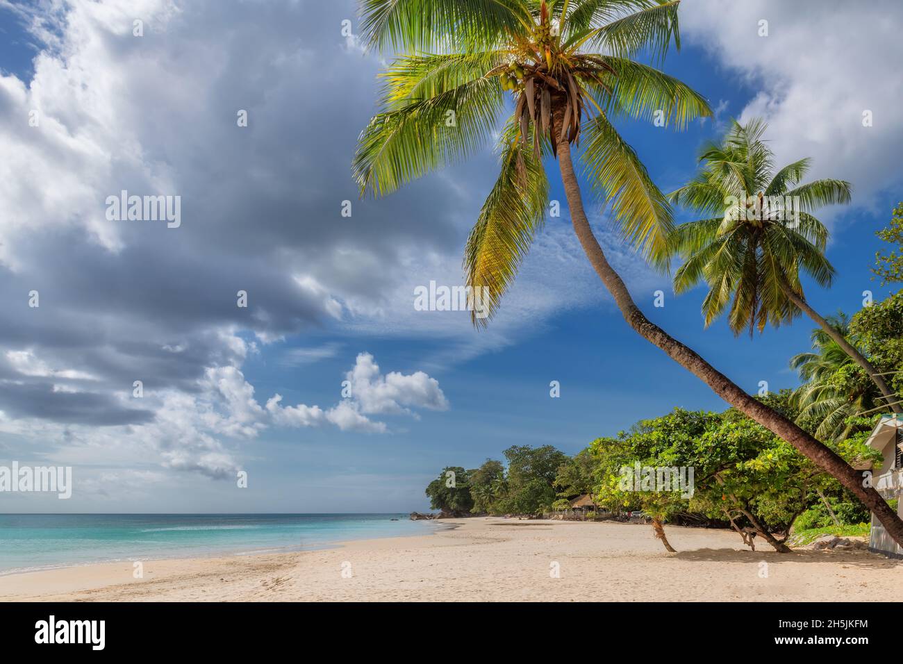Palmiers sur la plage de sable Banque D'Images