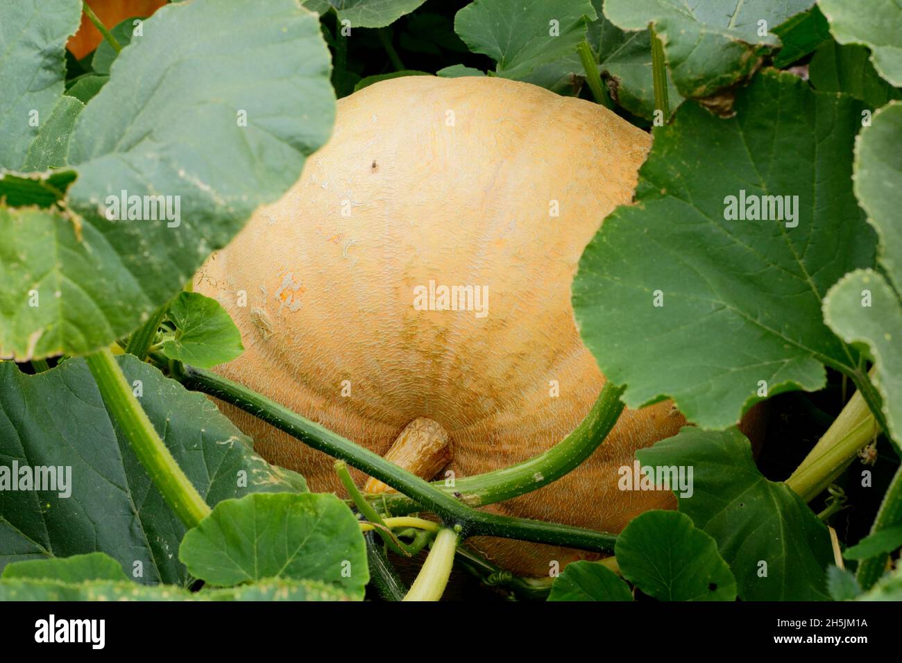 CUCURBITA MAXIMA.CITROUILLE GÉANTE DU PACIFIQUE Banque D'Images