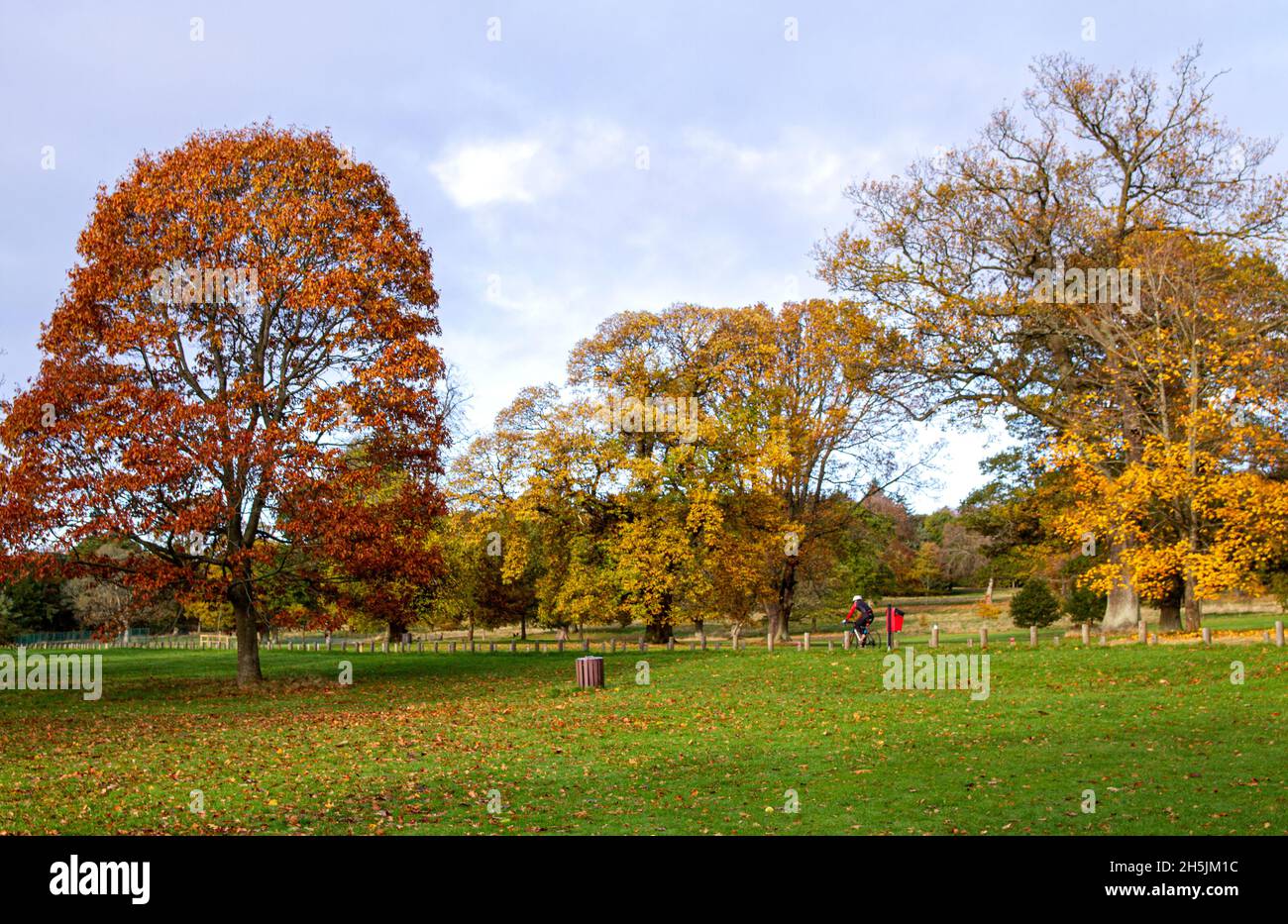 Dundee, Tayside, Écosse, Royaume-Uni.10 novembre 2021.Météo Royaume-Uni.Le matin chaud et ensoleillé de novembre dans le nord-est de l'Écosse, les températures ont atteint 12°C.Une vue pittoresque sur le paysage automnal des arbres avec leurs feuilles qui blanchit le sol au parc national de Camperdown de Dundee.Faire du vélo dans le parc est une activité amusante pour un cycliste.Crédit : Dundee Photographics/Alamy Live News Banque D'Images