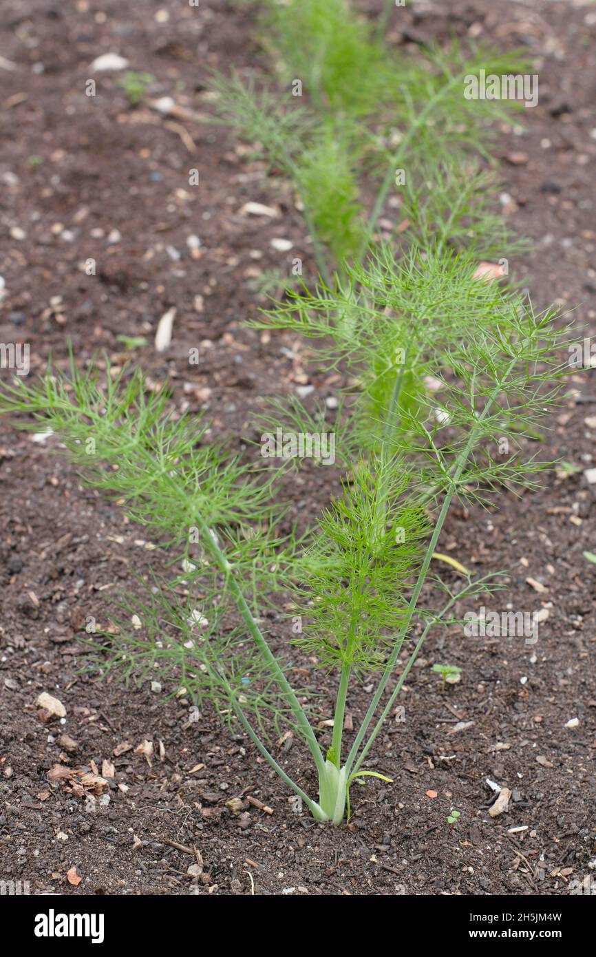 Fenouil Florence Chiarino.Semis de fenouil bulbe poussant dans un terrain de légumes du Royaume-Uni Banque D'Images