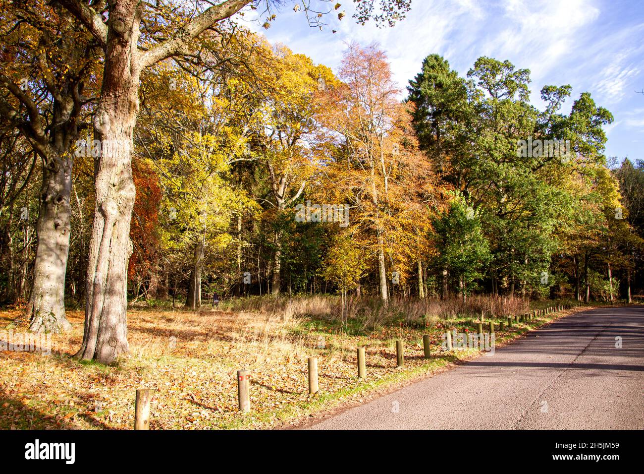 Dundee, Tayside, Écosse, Royaume-Uni.10 novembre 2021.Météo Royaume-Uni.Les températures dans le nord-est de l'Écosse ont atteint 12°C un matin doux et ensoleillé de novembre.Au parc de campagne de Camperdown à Dundee, une vue pittoresque sur le paysage automnal des arbres avec leurs feuilles qui blanchit le sol.Crédit : Dundee Photographics/Alamy Live News Banque D'Images