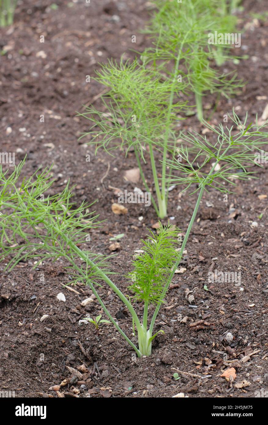 Semis de fenouil de Montebianco.Les jeunes plants de fenouil sont régulièrement espacés et poussent dans une parcelle de légumes du Royaume-Uni Banque D'Images