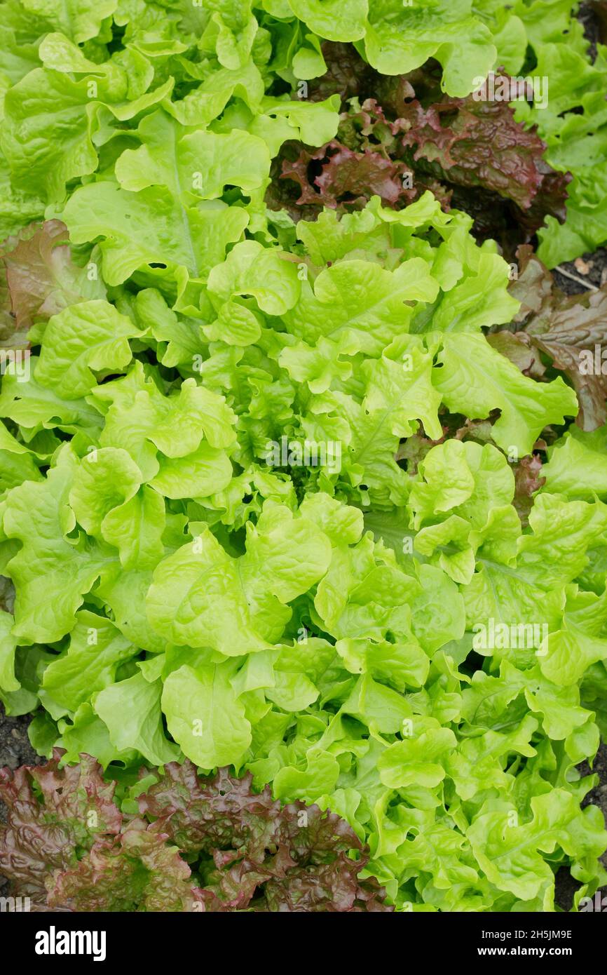 Lactuca sativa laitue 'Salad Bowl' rouge et vert mélangé - couper et revenir la laitue en vrac de feuilles prête pour la cueillette.ROYAUME-UNI Banque D'Images