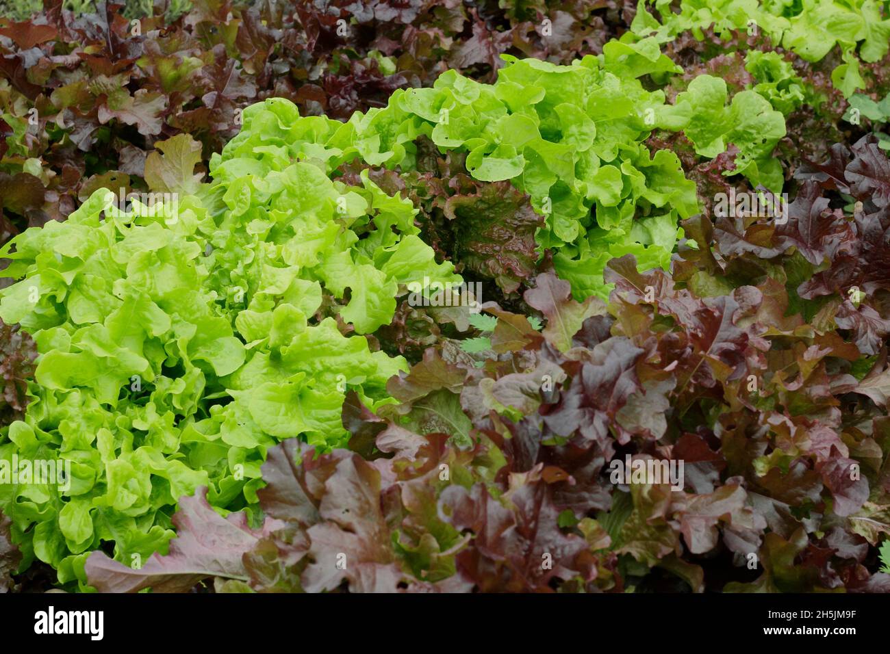 Lactuca sativa laitue 'Salad Bowl' rouge et vert mélangé - couper et revenir la laitue en vrac de feuilles prête pour la cueillette.ROYAUME-UNI Banque D'Images