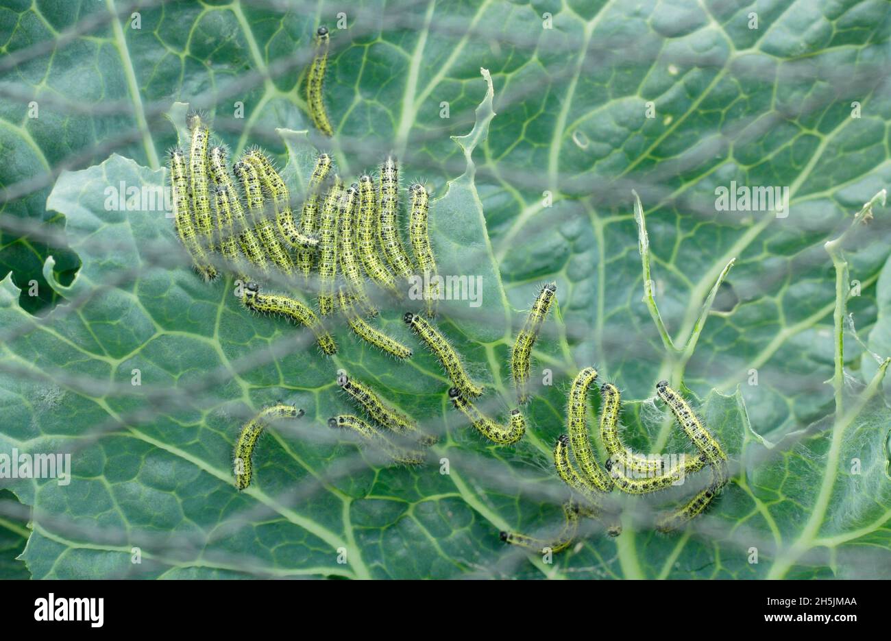 Pieris brassicae larva.La larve de gros papillons blancs vorace se nourrissant sur des plantes de chou suite à l'utilisation incorrecte de filets protecteurs.ROYAUME-UNI Banque D'Images