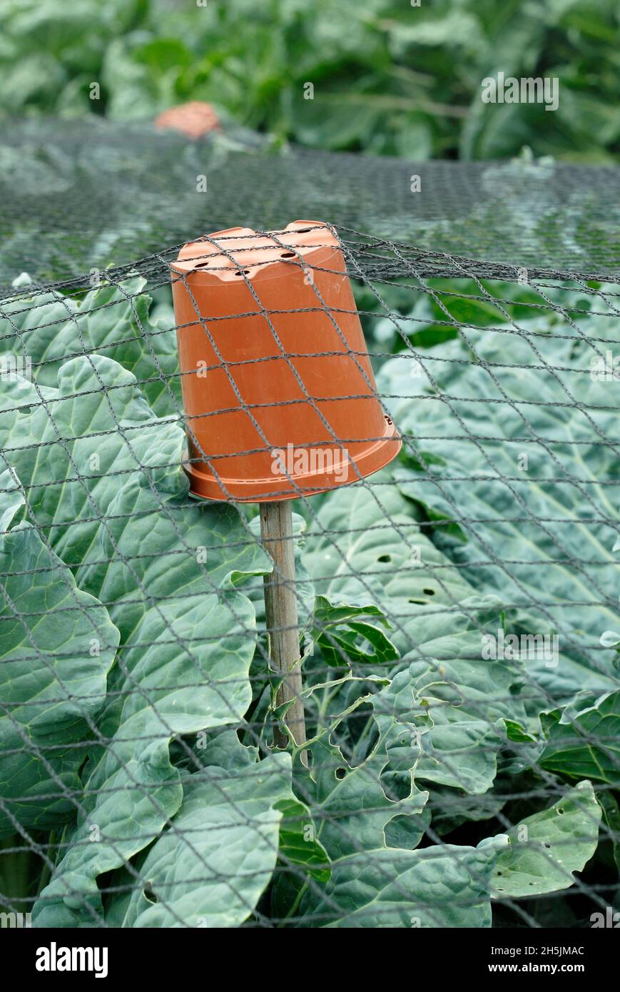 Écimeuse de canne.Pots de plantes en plastique sur le dessus des cannes en bambou utilisés pour soutenir le filet sur les brassicas pour aider à prévenir les dommages par les oiseaux.ROYAUME-UNI Banque D'Images
